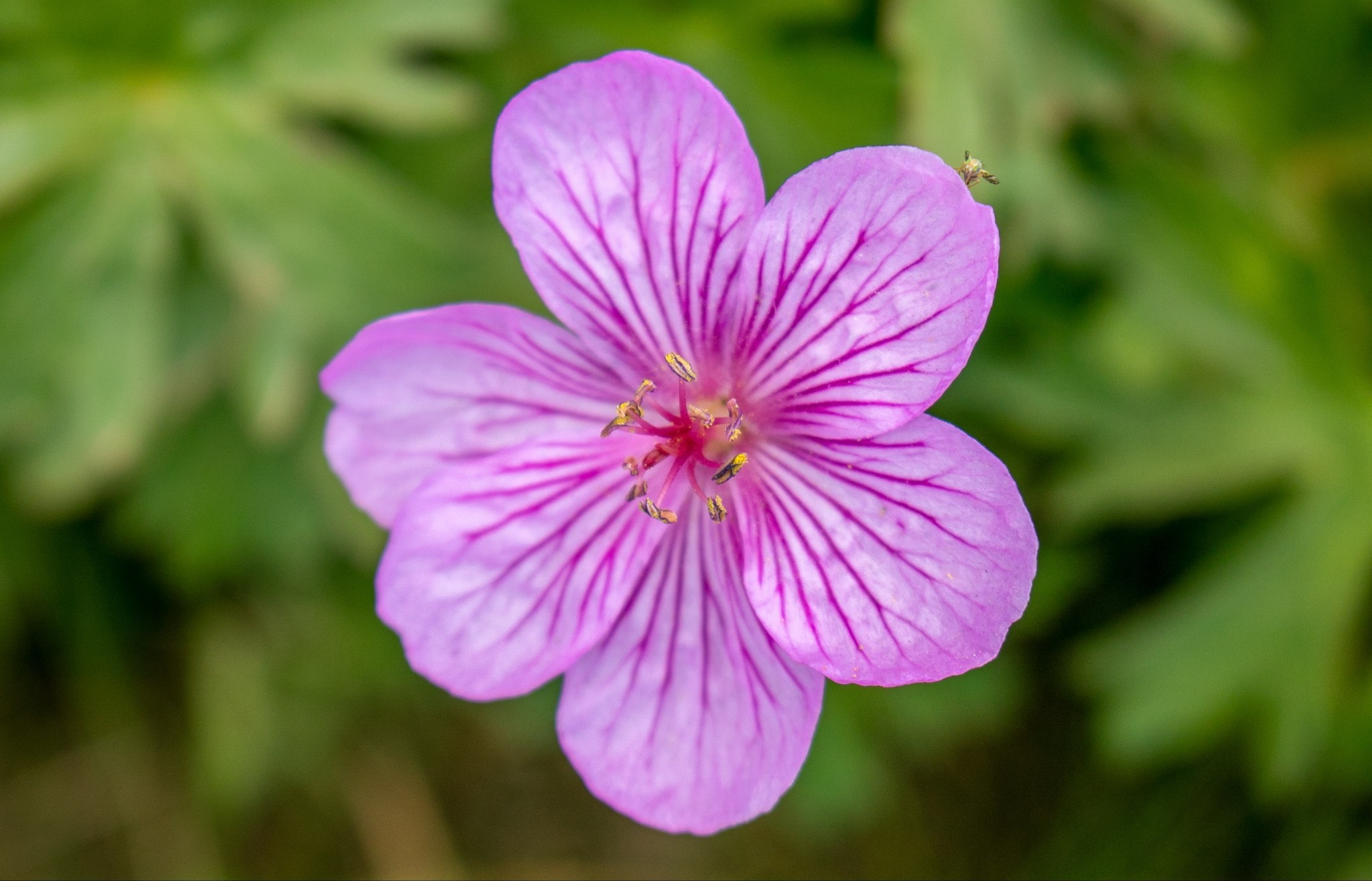 6 petal geranium