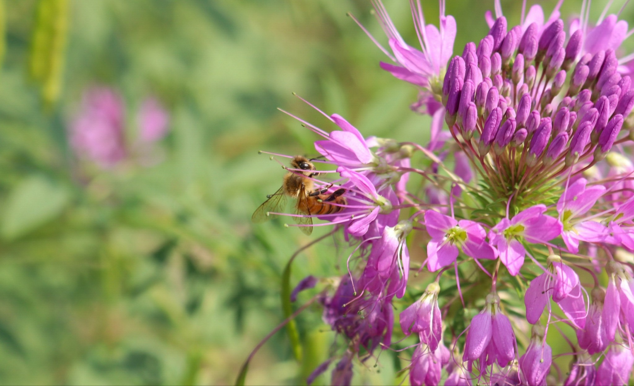 rocky mountain bee plant