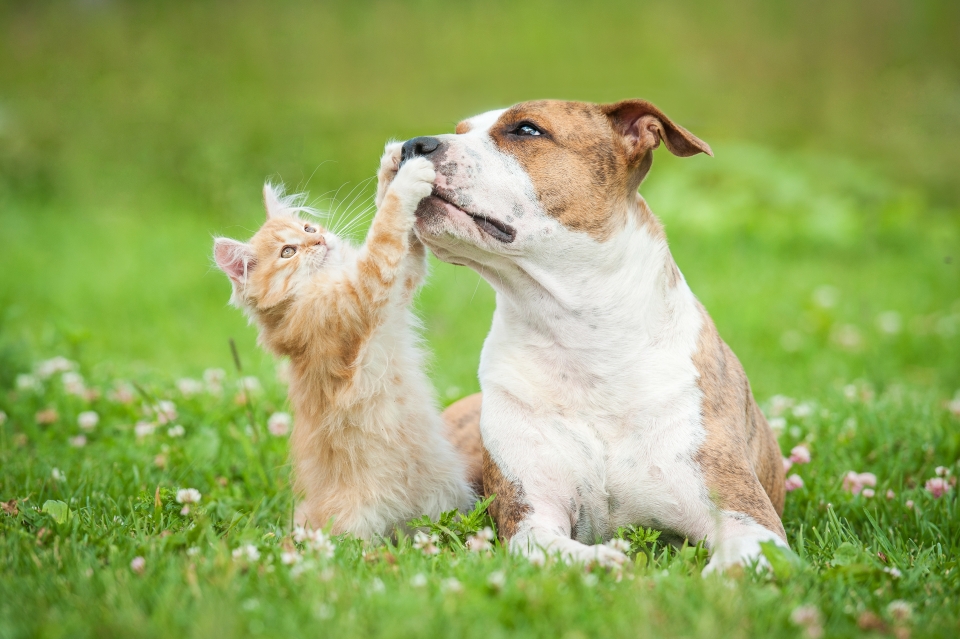 October Small and Simple Stewardship Step: Companion Animal Welfare