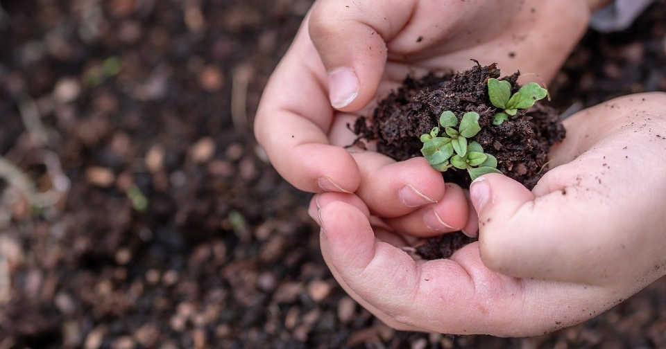 A child holds a seedling